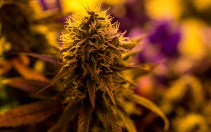 Weed Growers Are Racing to Register Their Strains on the Bitcoin